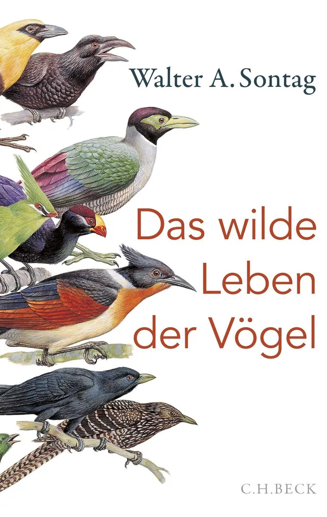 c-h-beck-das-wilde-leben-der-v-gel-taschenbuch-paperback-nachtschw-rmer-kuckuck- image 1