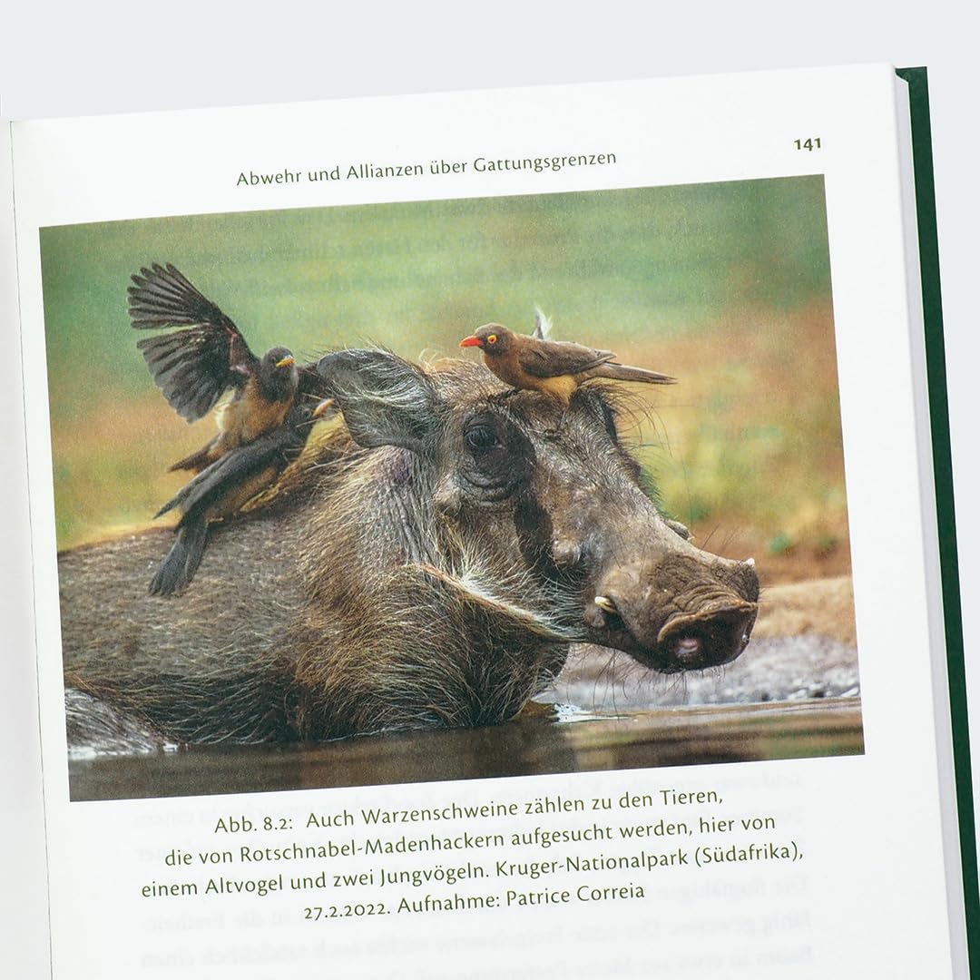 c-h-beck-der-elefant-der-sich-sein-kopfkissen-bastelte-tierwissen-paperback image 6
