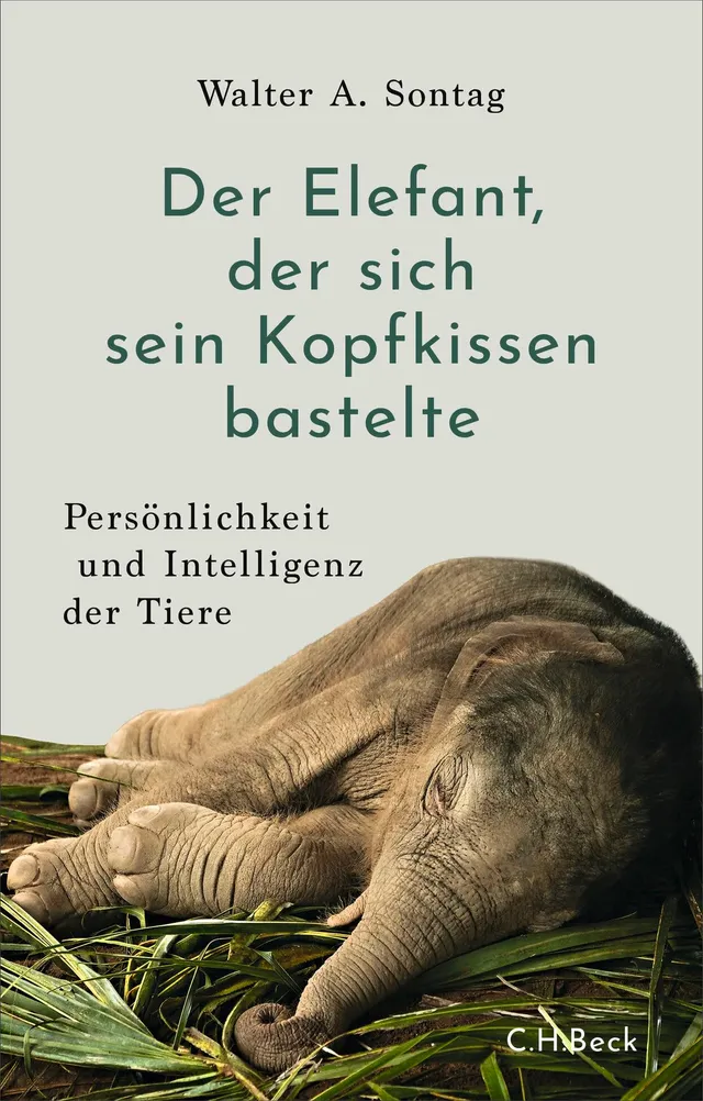 c-h-beck-der-elefant-der-sich-sein-kopfkissen-bastelte-tierwissen-paperback image 1